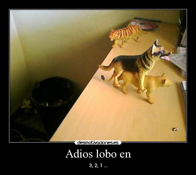 Adios lobo en - 3, 2, 1 ...