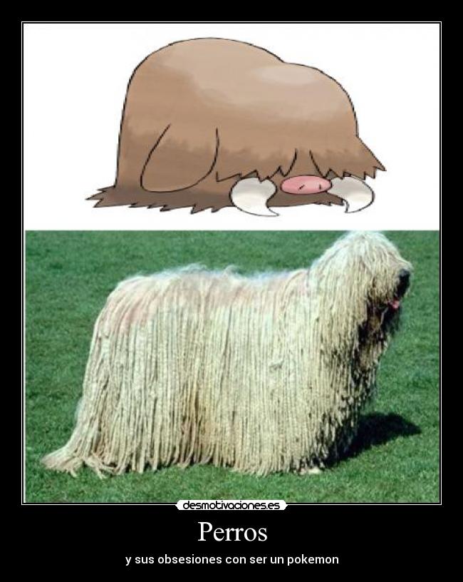 Perros - y sus obsesiones con ser un pokemon