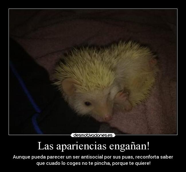 Las apariencias engañan! - Aunque pueda parecer un ser antisocial por sus puas, reconforta saber
que cuado lo coges no te pincha, porque te quiere!