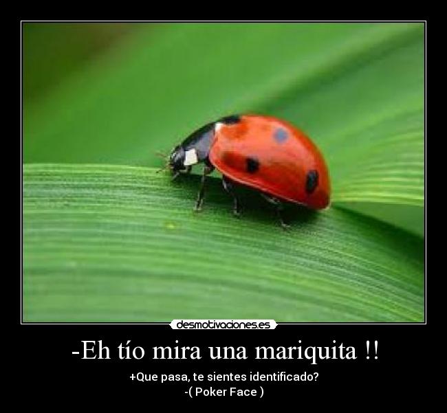 -Eh tío mira una mariquita !! - +Que pasa, te sientes identificado?
-( Poker Face )