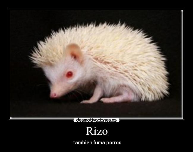 Rizo - 