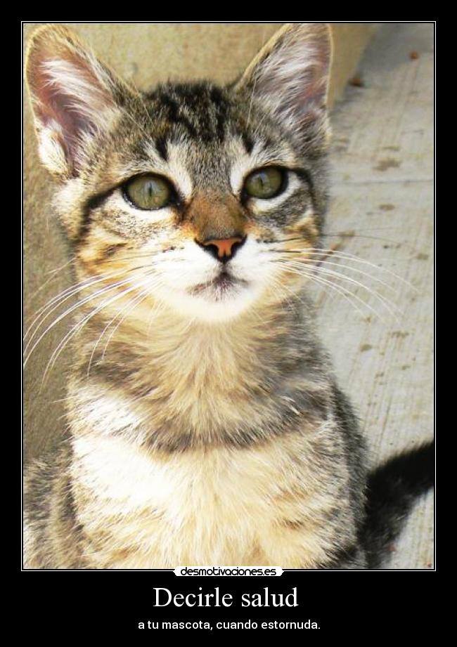 Decirle salud  - 