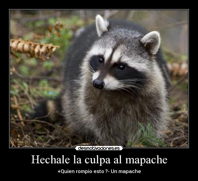 Hechale la culpa al mapache -