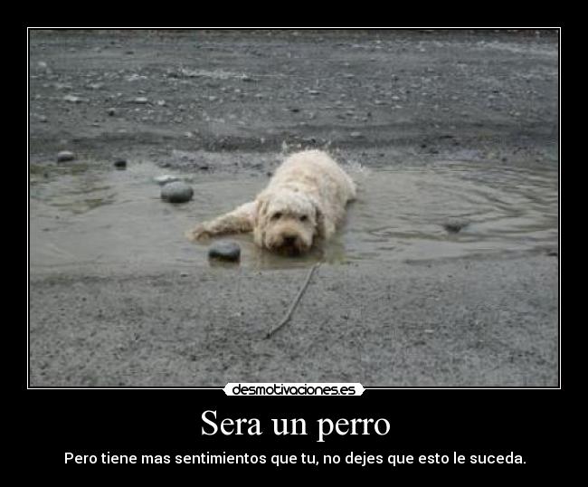 Sera un perro -