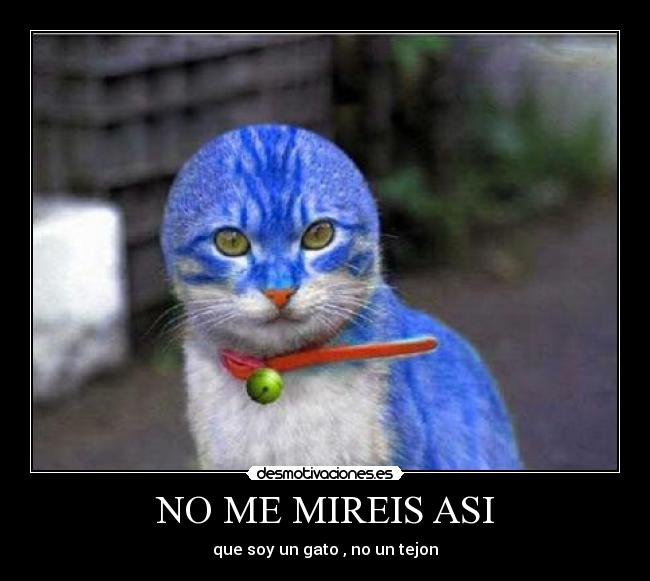 NO ME MIREIS ASI - que soy un gato , no un tejon