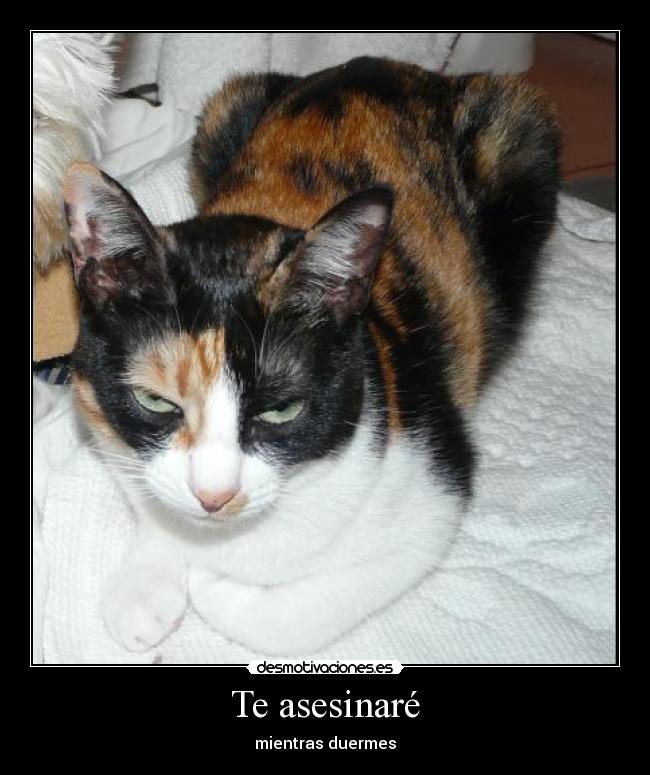 Te asesinaré - mientras duermes