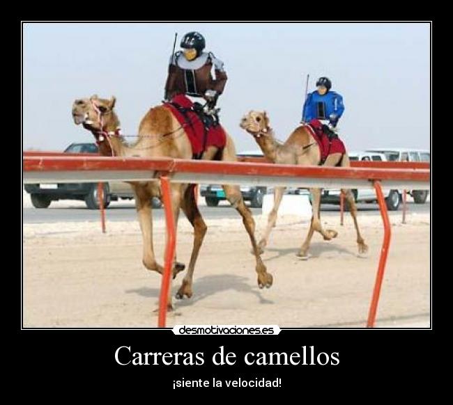 Carreras de camellos - 