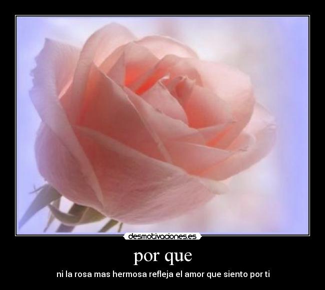 por que - ni la rosa mas hermosa refleja el amor que siento por ti