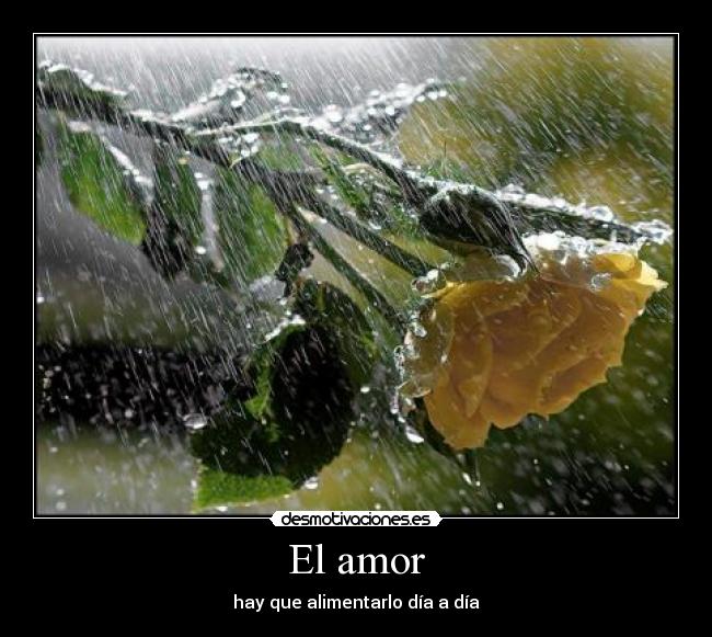 El amor - 