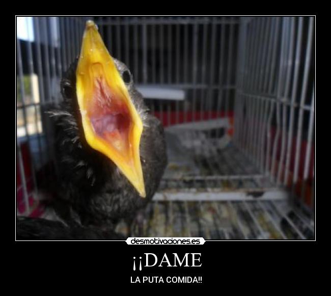¡¡DAME -