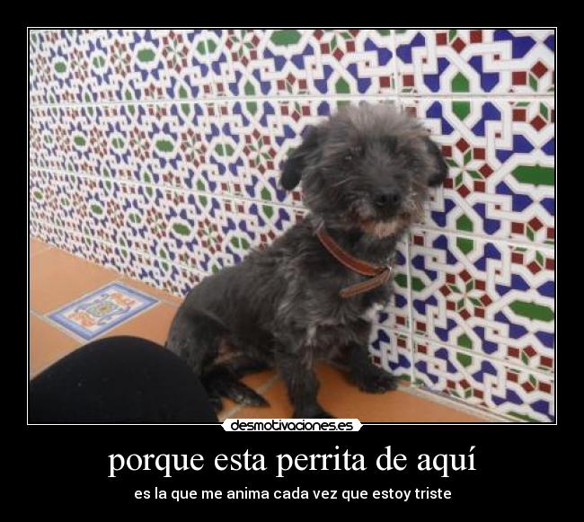 porque esta perrita de aquí - es la que me anima cada vez que estoy triste