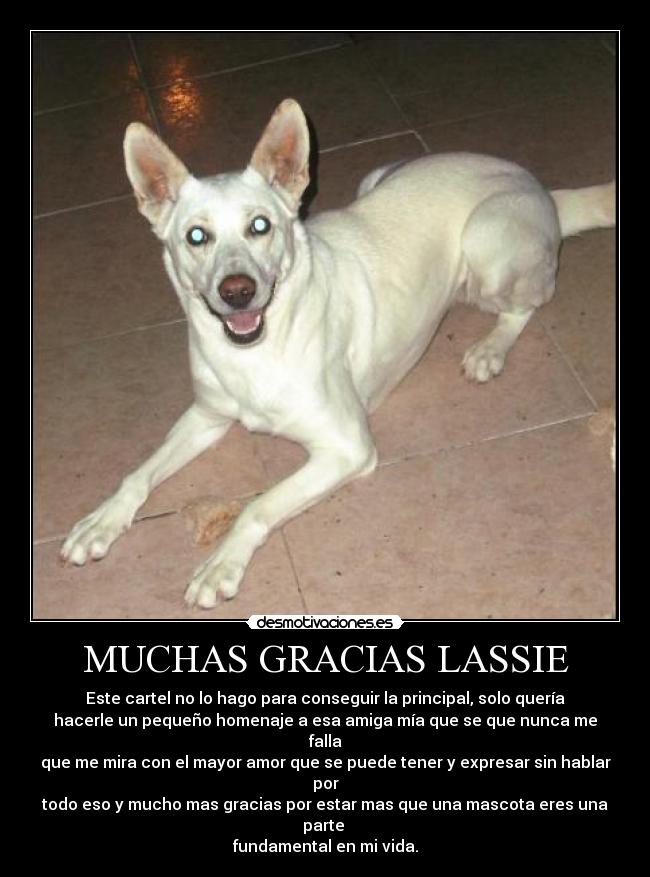 MUCHAS GRACIAS LASSIE - 