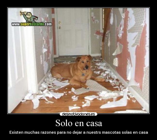 Solo en casa - 