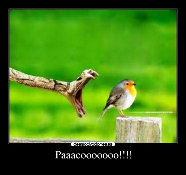 Paaacooooooo!!!! -