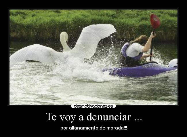 Te voy a denunciar ... -