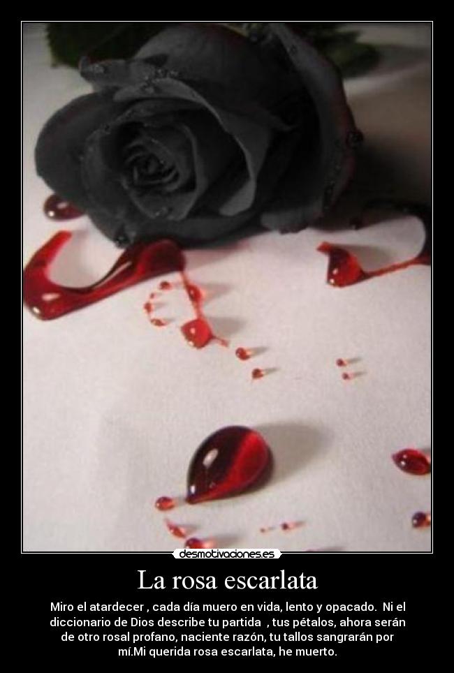 La rosa escarlata - Miro el atardecer , cada día muero en vida, lento y opacado. Ni el
diccionario de Dios describe tu partida , tus pétalos, ahora serán
de otro rosal profano, naciente razón, tu tallos sangrarán por
mí.Mi querida rosa escarlata, he muerto.