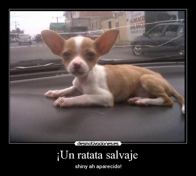 ¡Un ratata salvaje  - 