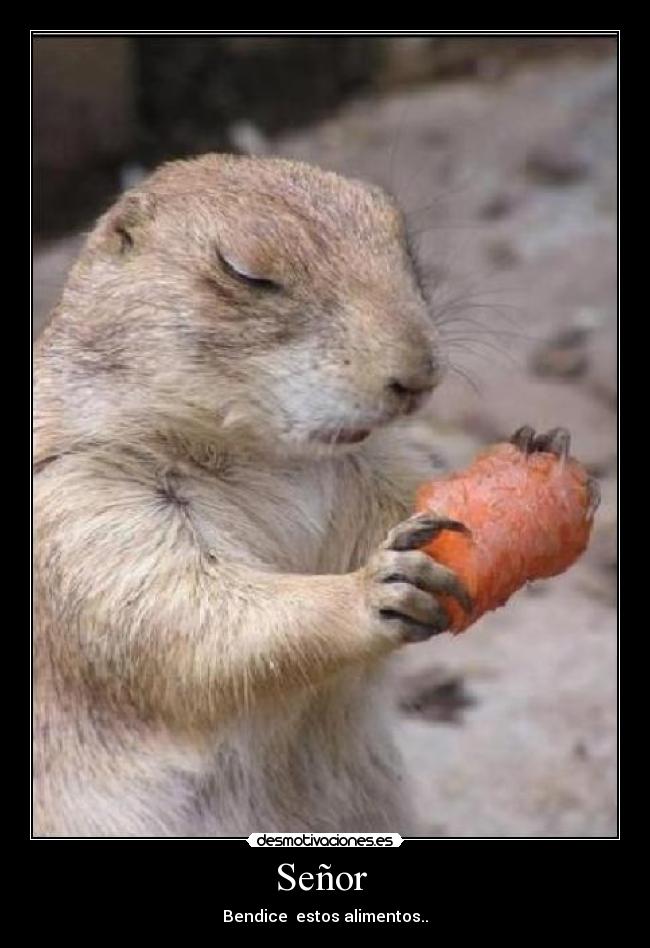 Señor - Bendice estos alimentos..