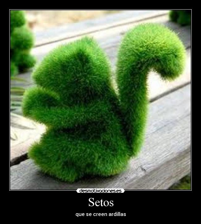 Setos - 