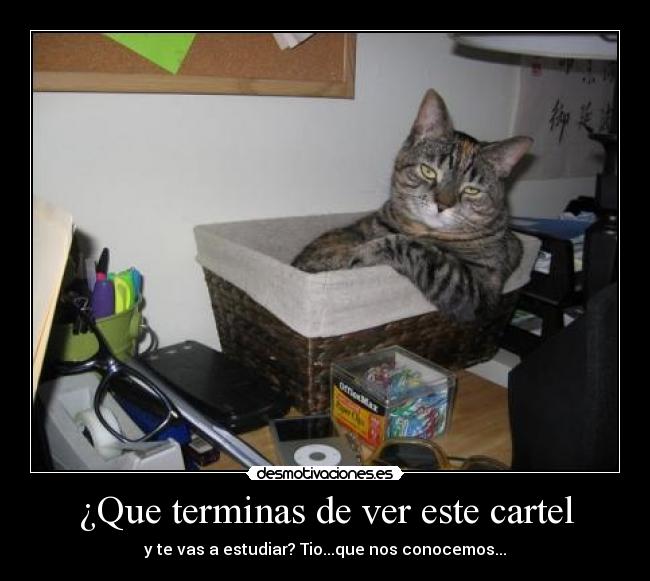 carteles conocermos estudiar cartel gato desmotivaciones