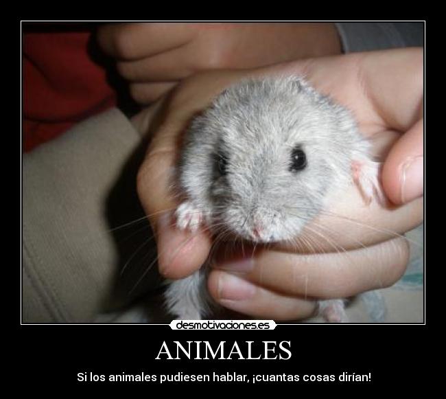 carteles animales oscarcs97 desmotivaciones