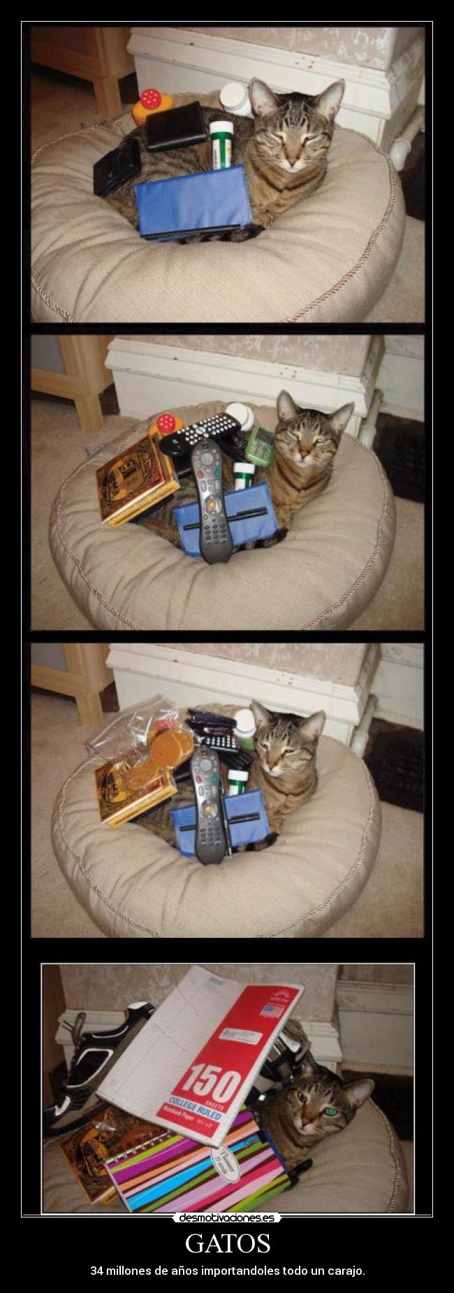 GATOS - 34 millones de años importandoles todo un carajo.