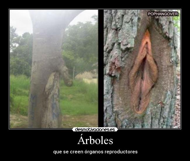 Árboles -