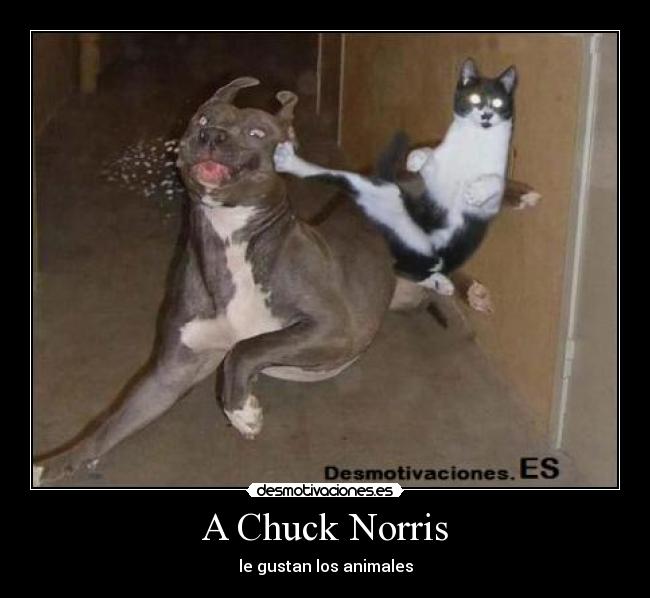 A Chuck Norris - le gustan los animales