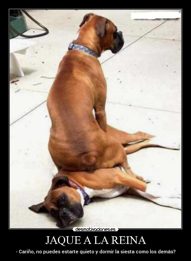 JAQUE A LA REINA - - Cariño, no puedes estarte quieto y dormir la siesta como los demás?