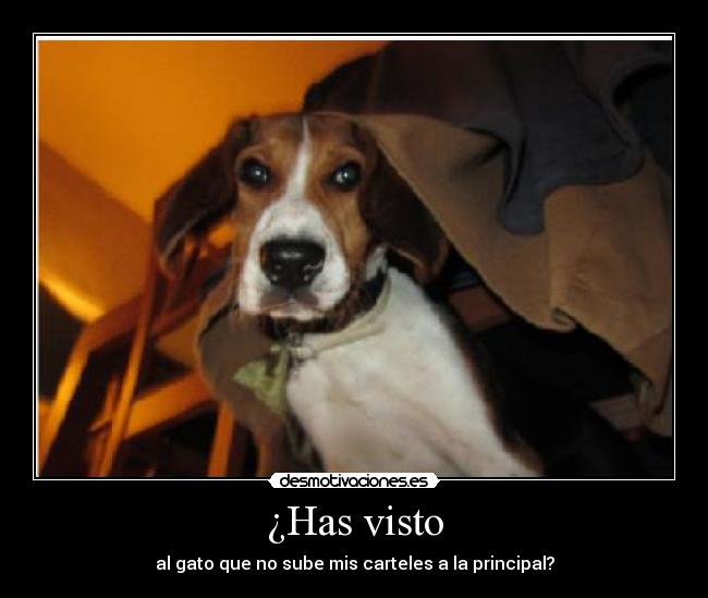 ¿Has visto - al gato que no sube mis carteles a la principal?