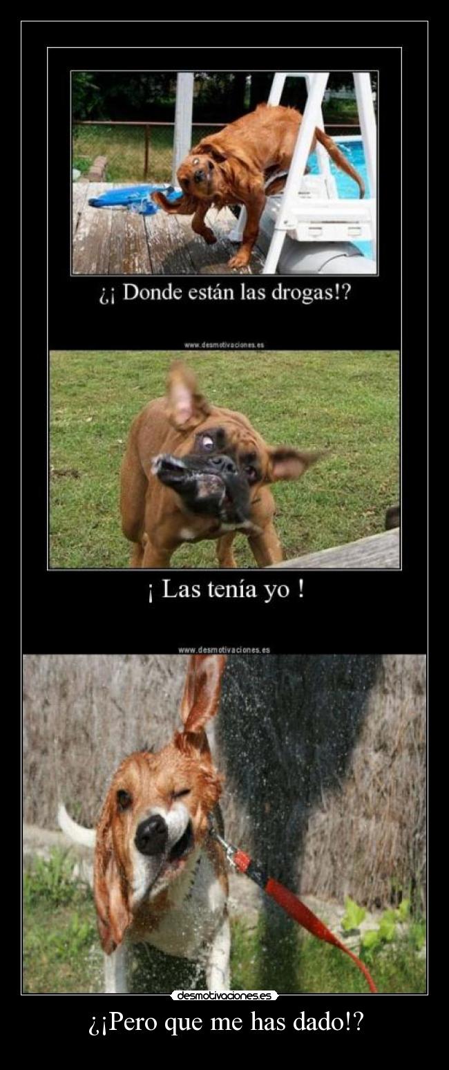 ¿¡Pero que me has dado!? -