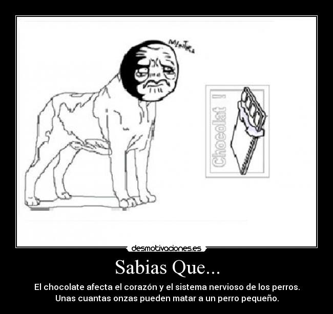 Sabias Que... - El chocolate afecta el corazón y el sistema nervioso de los perros.
Unas cuantas onzas pueden matar a un perro pequeño.