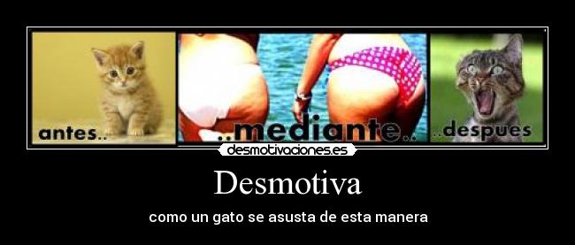 Desmotiva - como un gato se asusta de esta manera