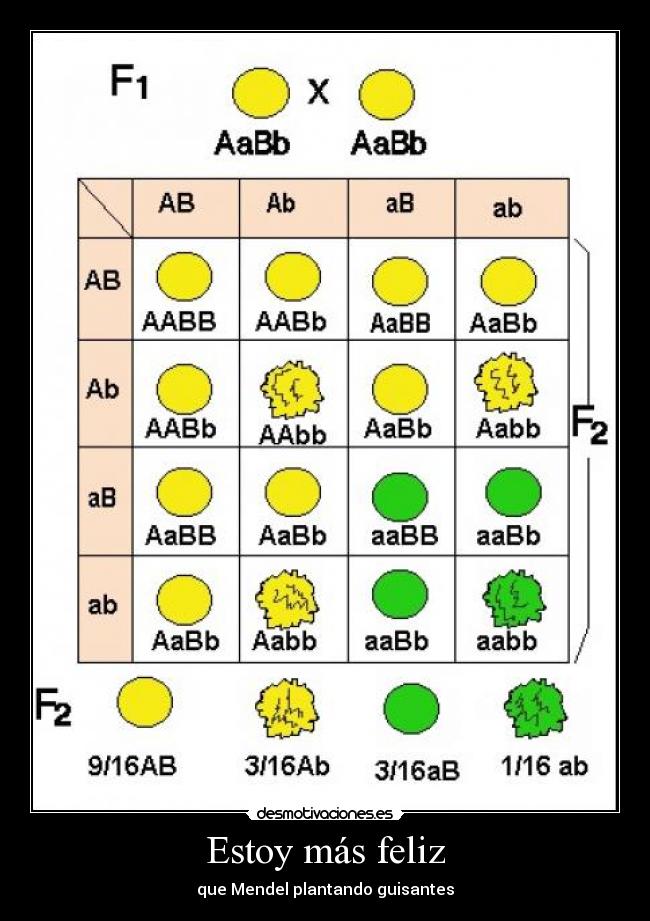 Estoy más feliz - que Mendel plantando guisantes
