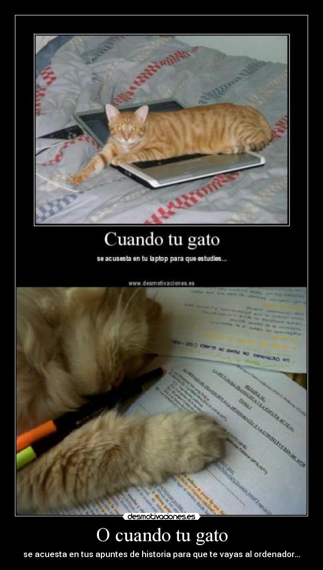 carteles gatosdurmiendo desmotivaciones