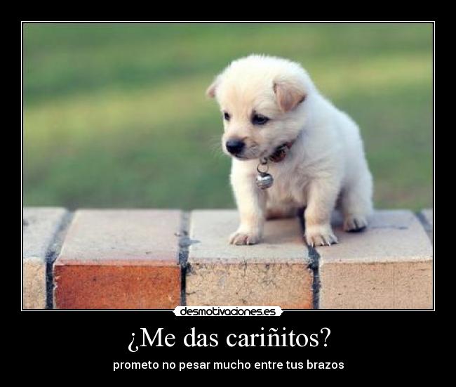 ¿Me das cariñitos? - 