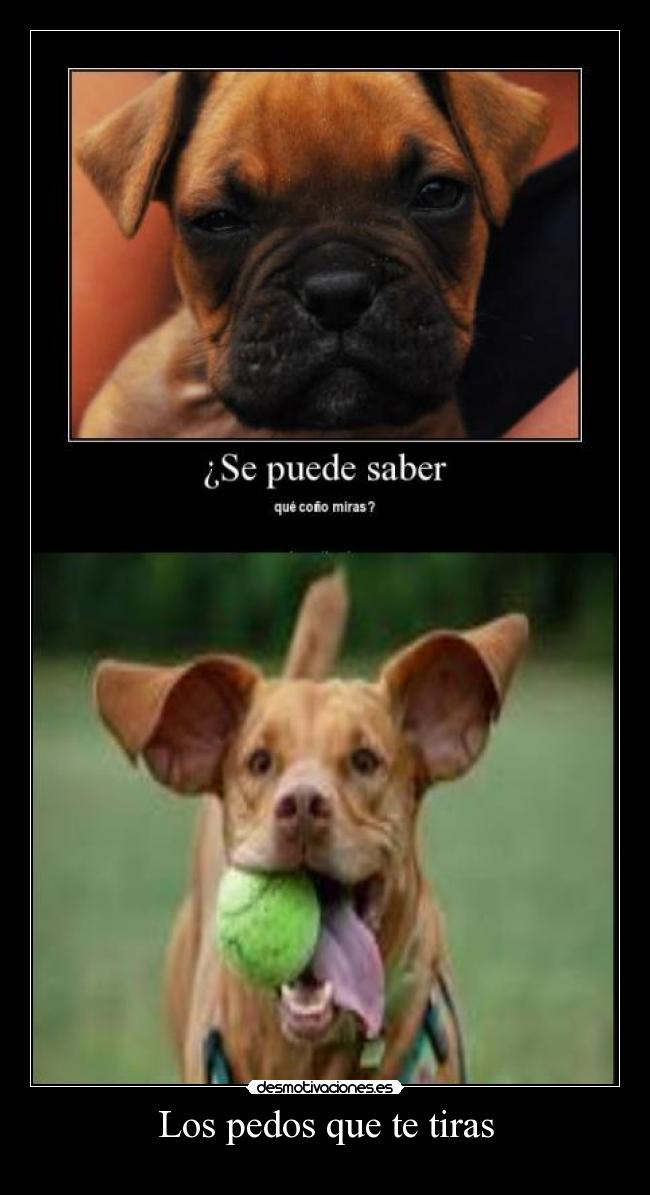 carteles pedos desmotivaciones