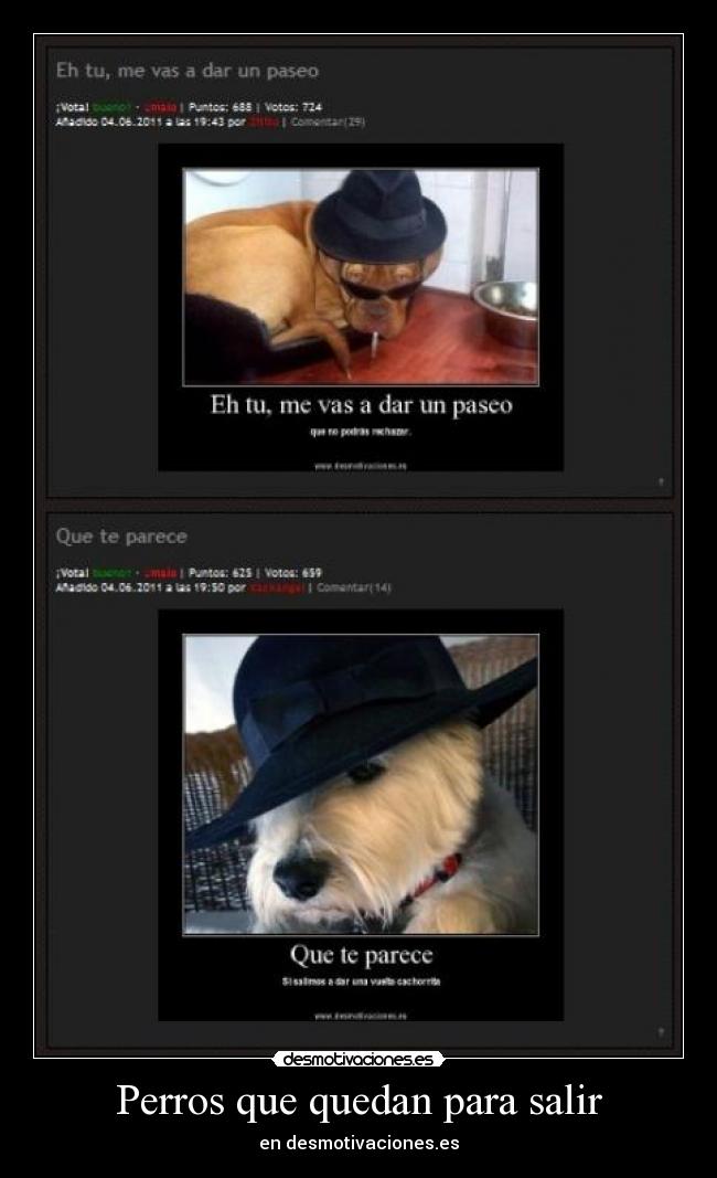 Perros que quedan para salir - en desmotivaciones.es