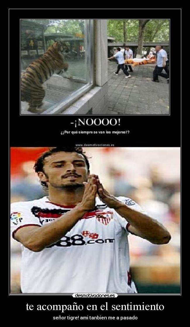 te acompaño en el sentimiento - señor tigre! ami tanbien me a pasado