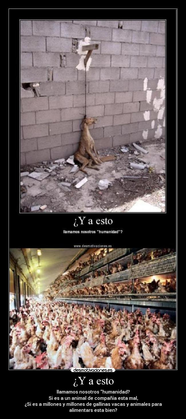 ¿Y a esto - llamamos nosotros humanidad?
Si es a un animal de compañia esta mal,
¿Si es a millones y millones de gallinas vacas y animales para alimentars esta bien?