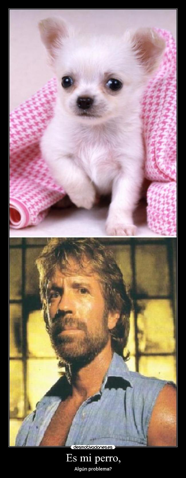 Es mi perro, - Algún problema?