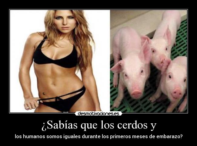 ¿Sabías que los cerdos y - los humanos somos iguales durante los primeros meses de embarazo?