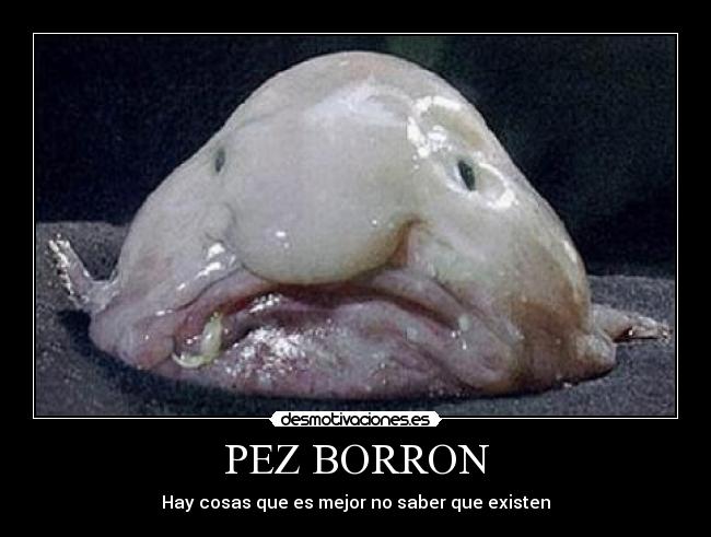PEZ BORRON - 