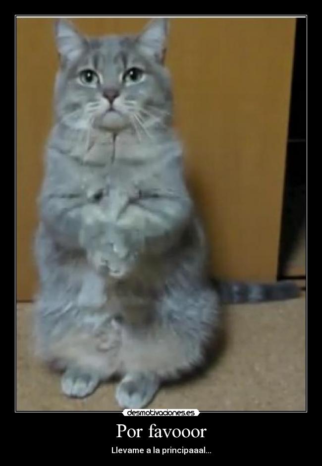 Por favooor - 