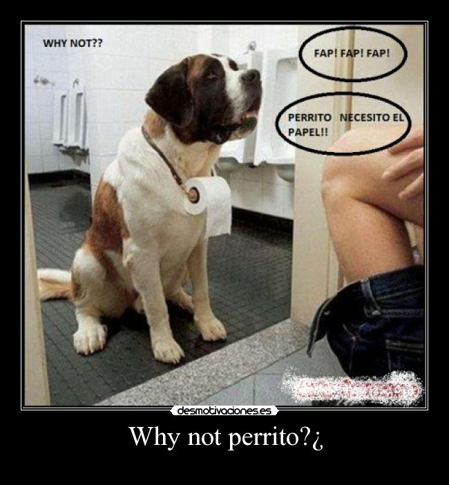 Why not perrito?¿ -