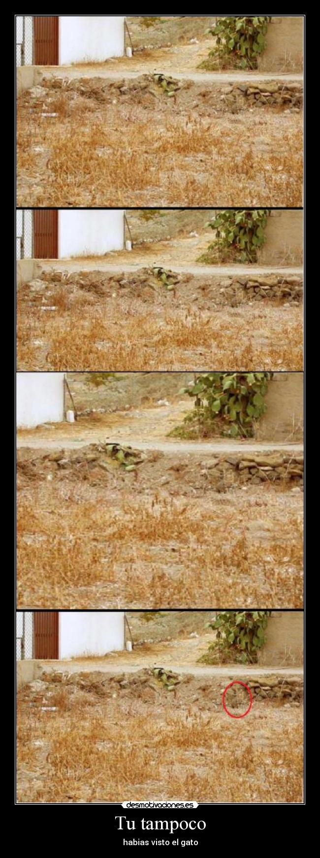 Tu tampoco - habias visto el gato