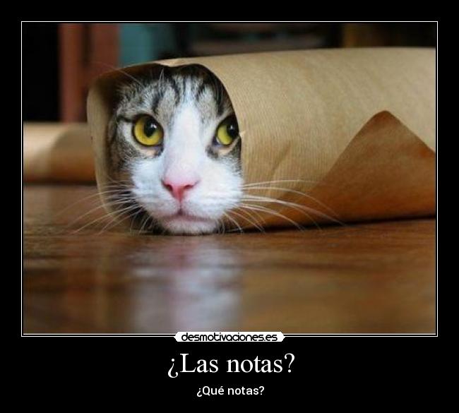 ¿Las notas? - 