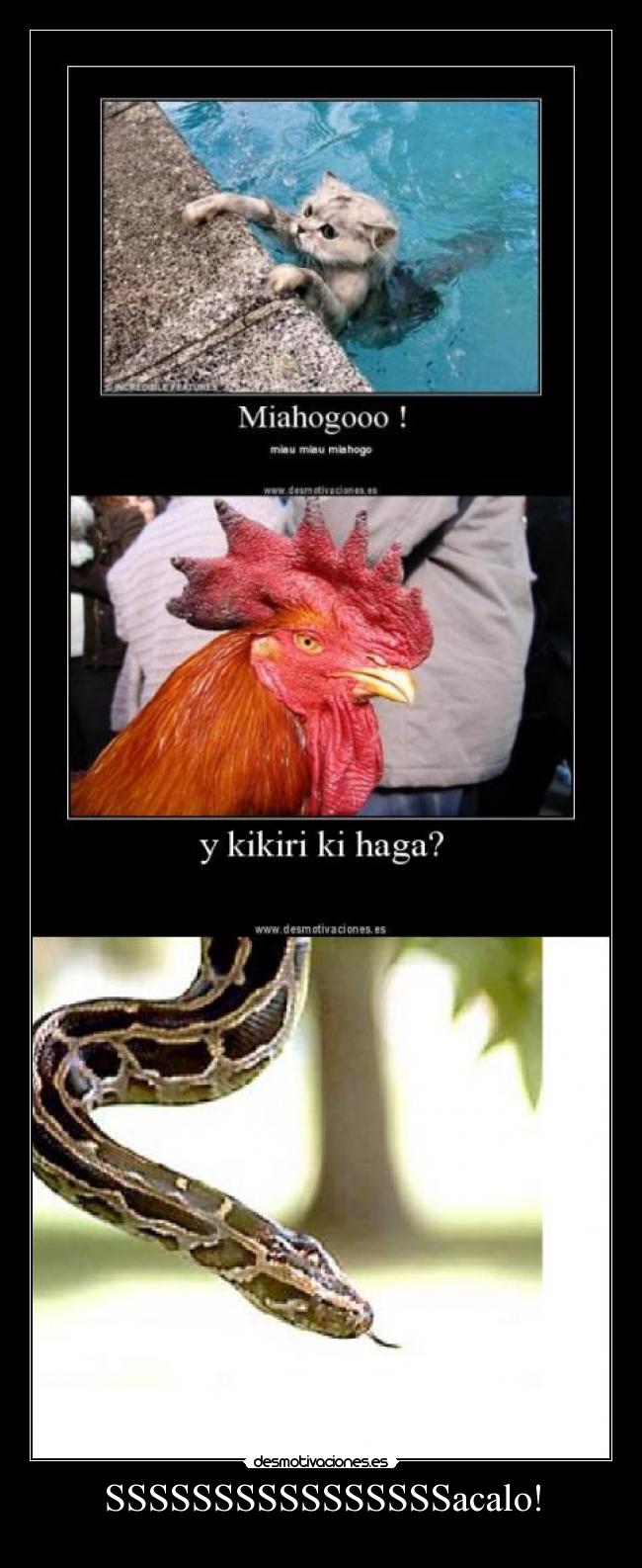 SSSSSSSSSSSSSSSSacalo! - 