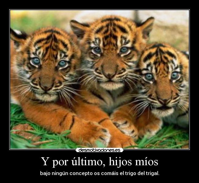 carteles tigres desmotivaciones