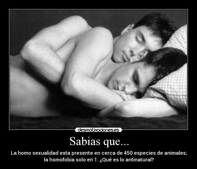 Sabias que... - La homo sexualidad esta presente en cerca de 450 especies de animales;
la homofobia solo en 1. ¿Qué es lo antinatural?